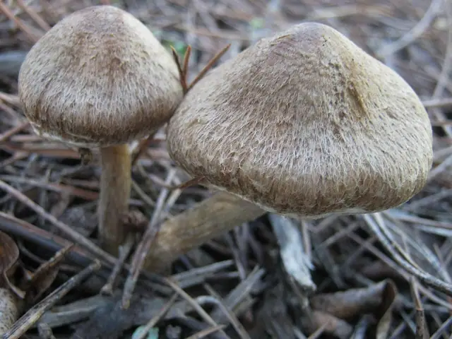 Strzępiak stęchły (Inocybe bongardii)