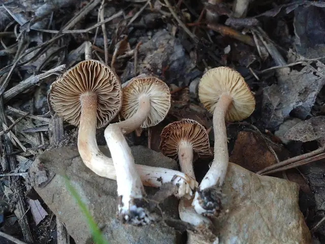 Strzępiak szaroliliowy (Inocybe griseolilacina)