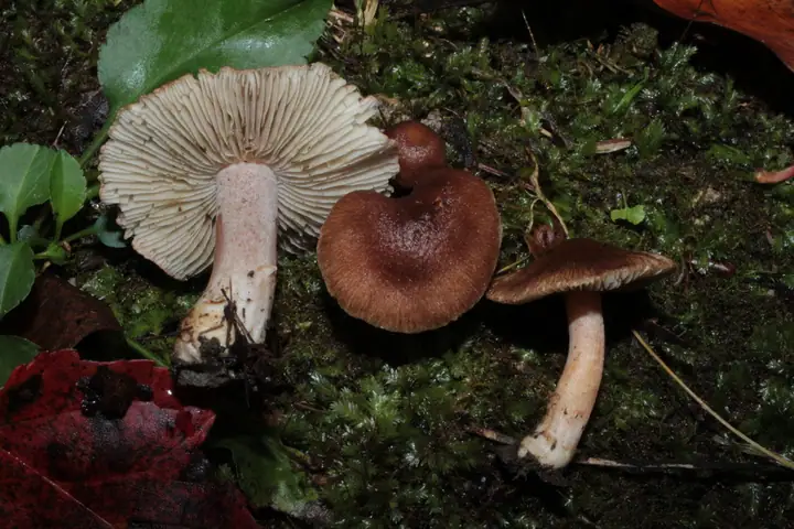 Strzępiak szroobłoniowy (Inocybe griseovelata)