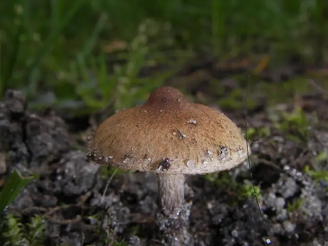 Strzępiak wełenkowy (Inocybe curvipes)