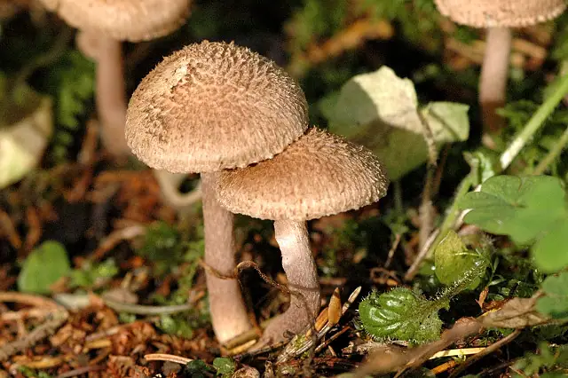Strzępiak wełnisty (Inocybe lanuginosa)