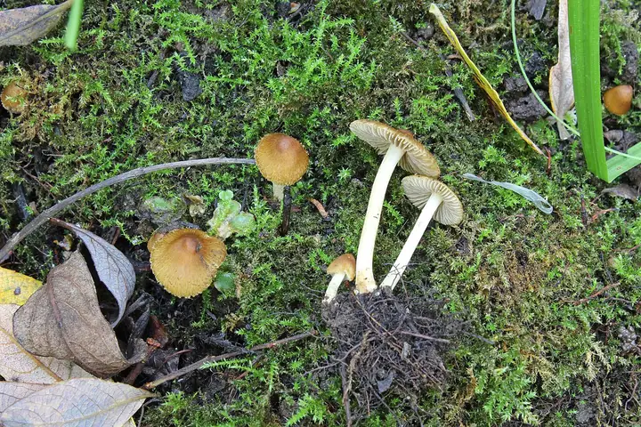 Strzępiak wierzbowy (Inocybe salicis)