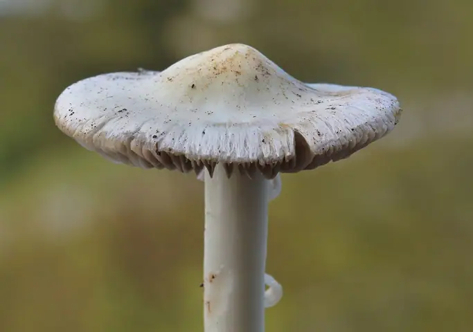 Strzępiak włóknisty (Inocybe fibrosa)