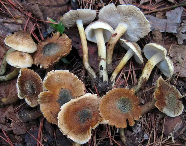 Strzępiak zielonawogarbkowy (Inocybe corydalina)