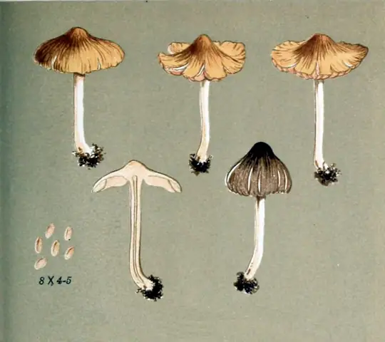 Strzępiak złotowłosy (Inocybe auricoma)