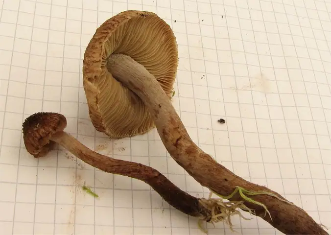 Strzępiak żółtoblaszkowy (Inocybe relicina)
