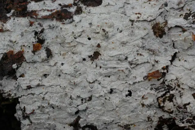 Strzępkoskórka luźnostrzępkowa (Hyphoderma obtusiforme)