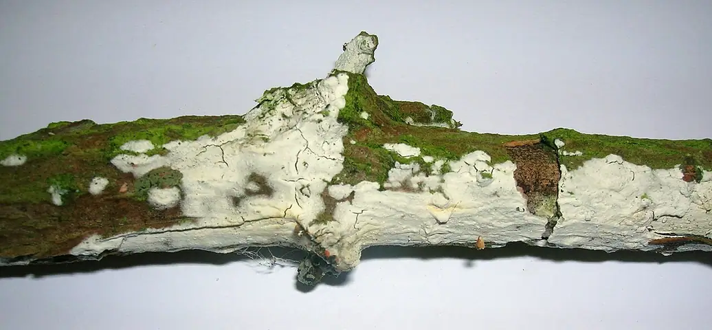 Strzępkoząb bzowy (Hyphodontia sambuci)