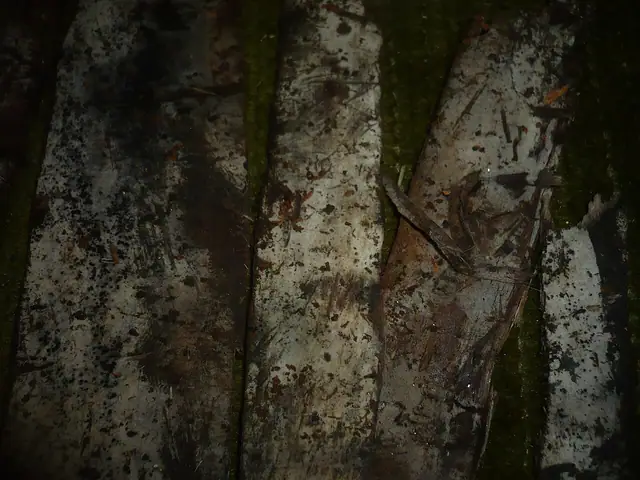 Strzępniczek ochrowy (Thanatephorus ochraceus)