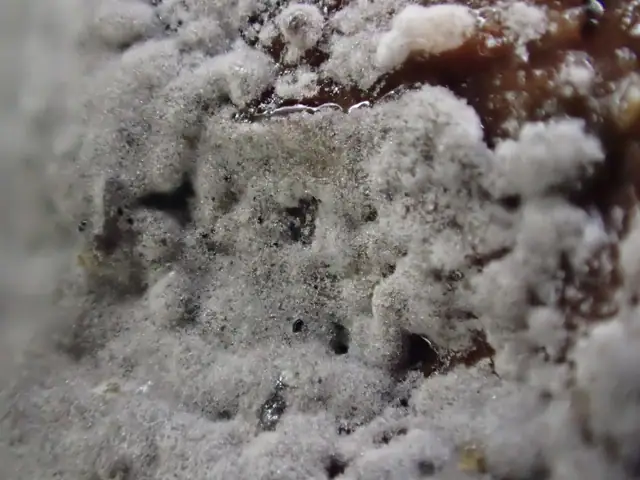 Stułbiówka fioletowawa (Scotomyces subviolaceus)