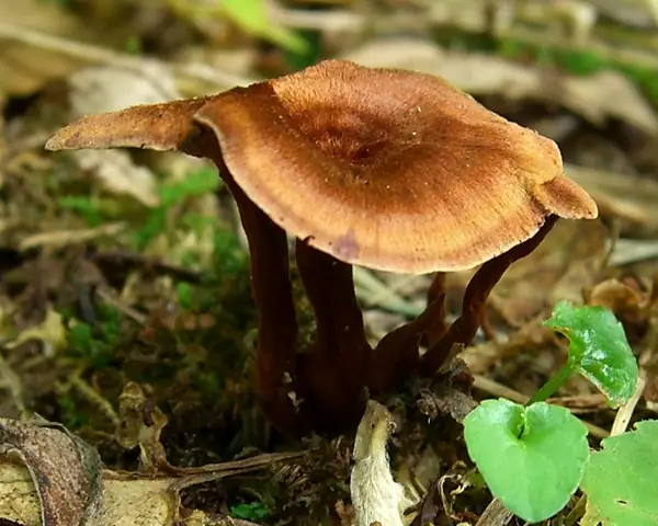 Stułka cynamonowa (Coltricia cinnamomea)
