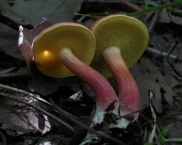 Suchogrzybek przybrzeżny (Xerocomellus ripariellus)