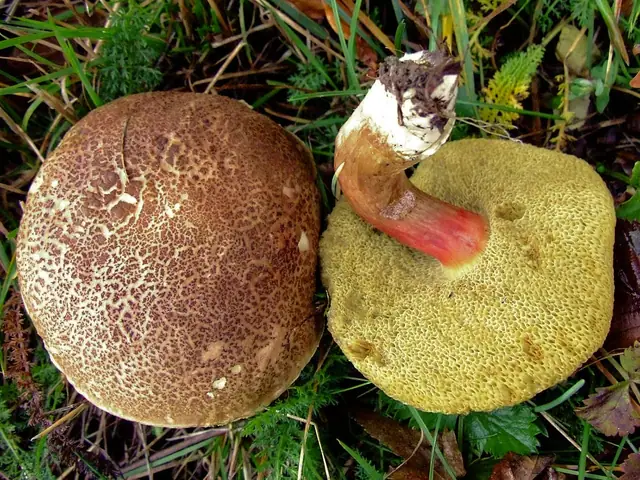 Suchogrzybek złotopory (Xerocomellus chrysenteron)