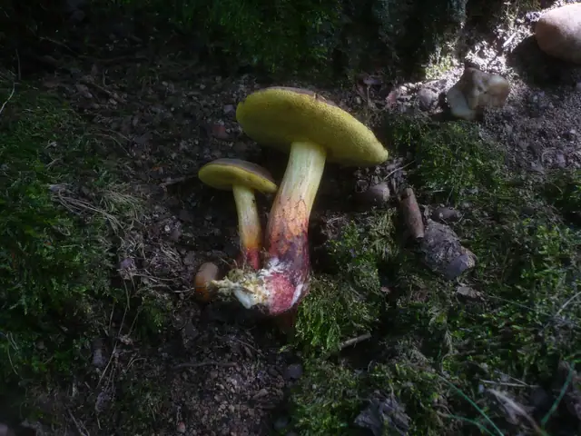 Suchogrzybek zmienny (Xerocomellus cisalpinus)