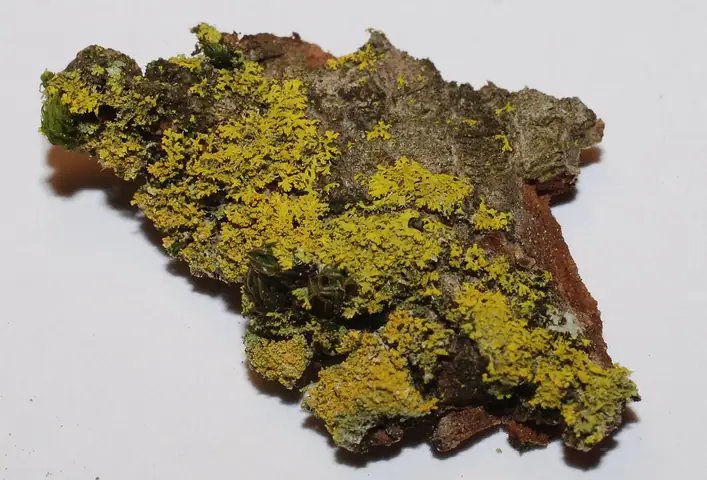 Świetlinka pospolita (Candelaria concolor)