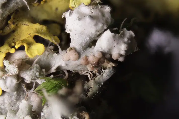 Syzygospora obrostowa (Syzygospora physciacearum)
