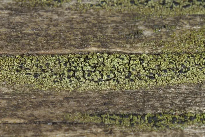 Szadziec ciemnozielony (Scoliciosporum chlorococcum)