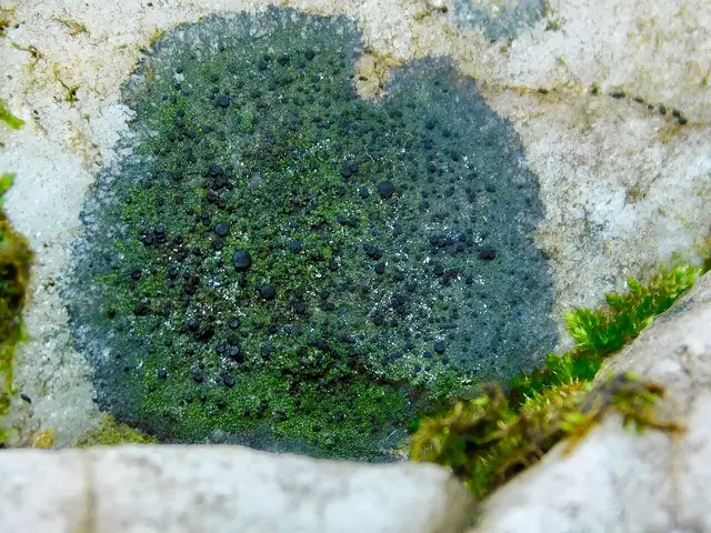 Szadziec skręcony (Scoliciosporum umbrinum)