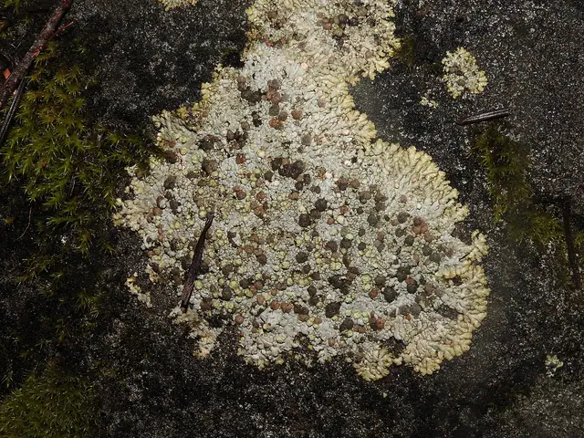 Szarek gruzełkowaty (Trapeliopsis granulosa)