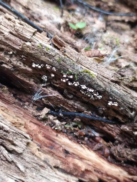 Szaroń gwiazdosz (Diderma radiatum)