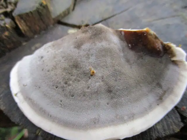 Szaroporka podpalana (Bjerkandera adusta)