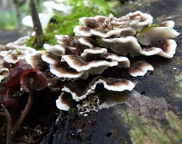 Szaroporka podpalana (Bjerkandera adusta)
