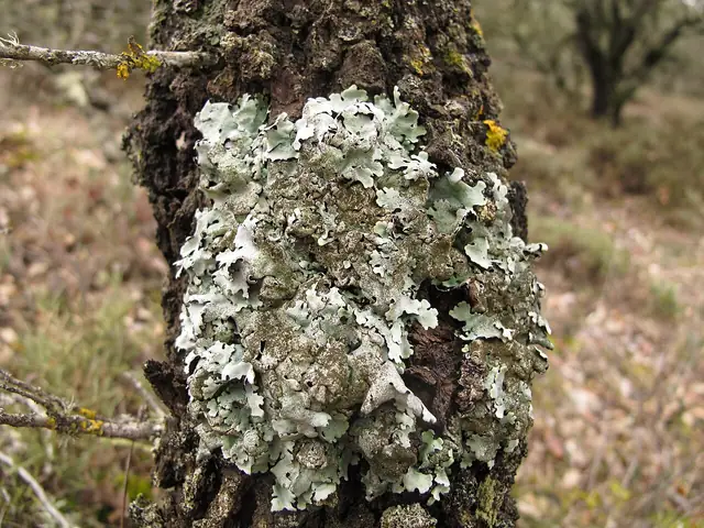 Szarzynka skórzasta (Parmelina tiliacea)