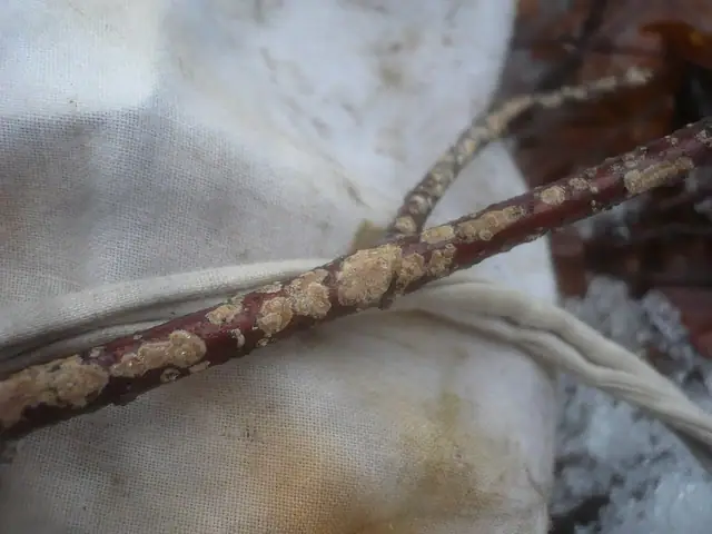 Szczeciniak chropawy (Hymenochaete corrugata)