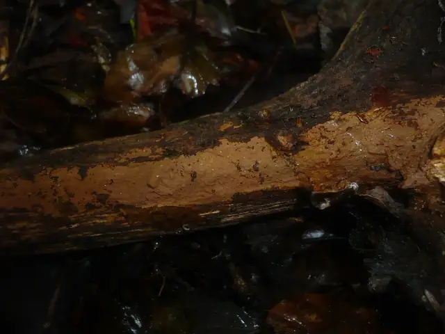 Szczeciniak cynamonowy (Hymenochaete cinnamomea)