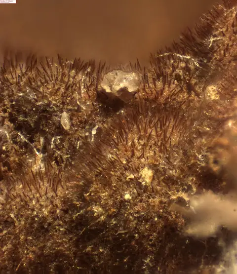 Szczeciniak sadzowaty (Hymenochaete fuliginosa)
