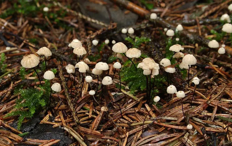 Szczetkostopek szpilkowy (Marasmius androsaceus)