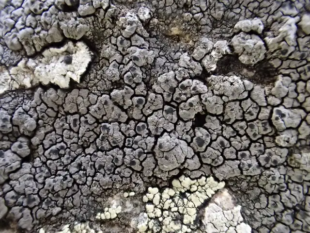 Szereria brunatnoszara (Schaereria fuscocinerea)