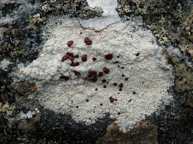 Szkarłatek właściwy (Ophioparma ventosa)