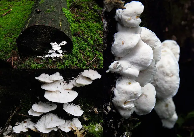 Szkieletnica biaława (Skeletocutis nivea)