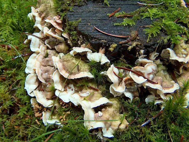 Szkieletnica pomarańczowa (Skeletocutis amorpha)
