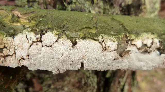 Szkieletnica różowawa (Skeletocutis subincarnata)