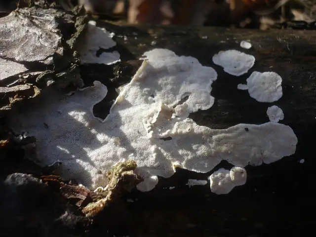 Szkieletnica różowoszara (Skeletocutis carneogrisea)
