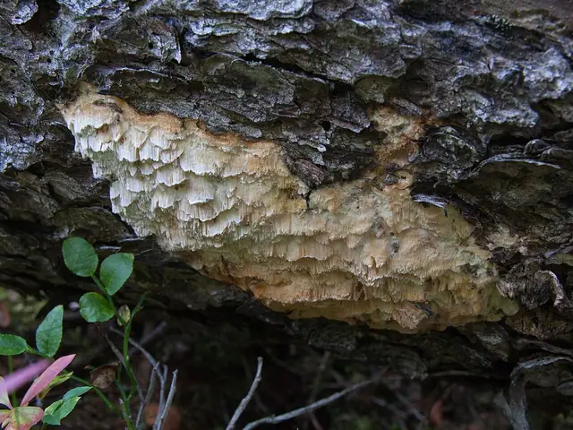 Szkieletnica wonna (Skeletocutis odora)