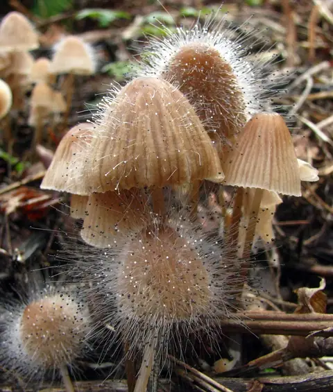 Szpileczka czerniejąca (Spinellus fusiger)