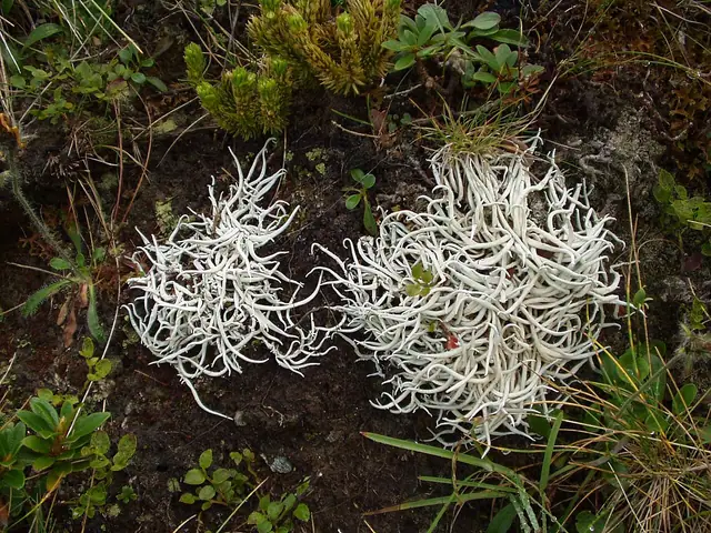Szydlina różowa (Thamnolia vermicularis)