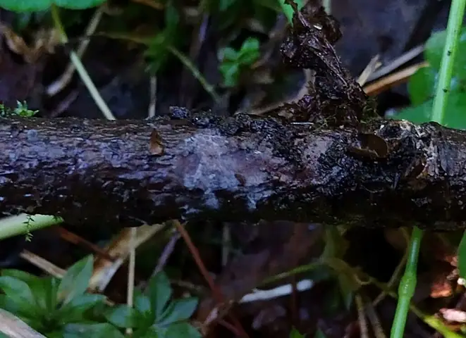 Szydłowiec białoszary (Subulicium lautum)