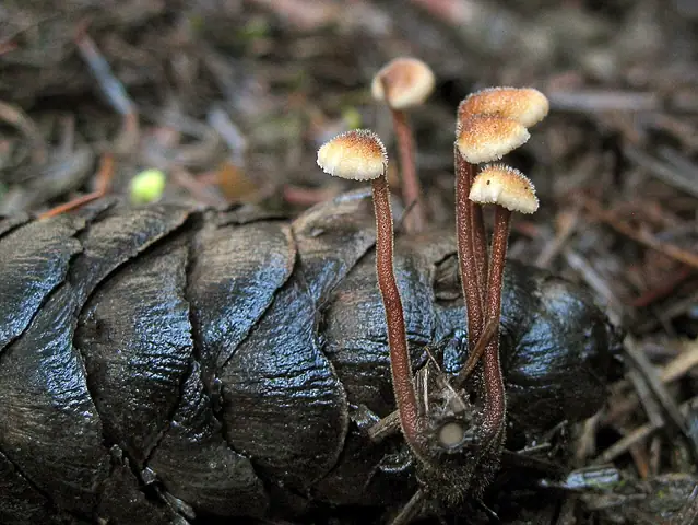Szyszkolubka kolczasta (Auriscalpium vulgare)