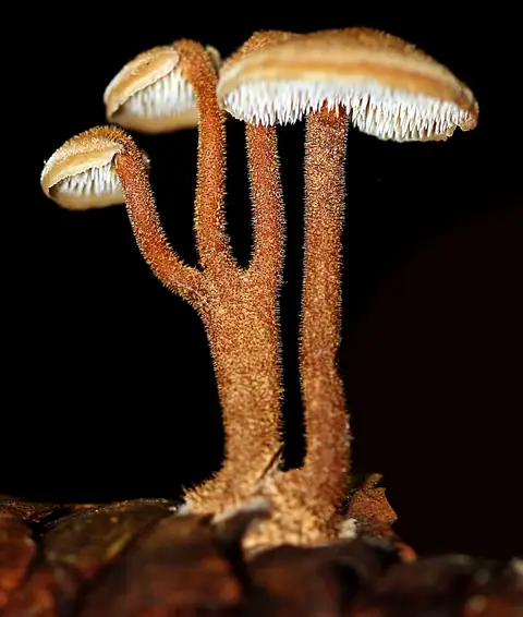 Szyszkolubka kolczasta (Auriscalpium vulgare)