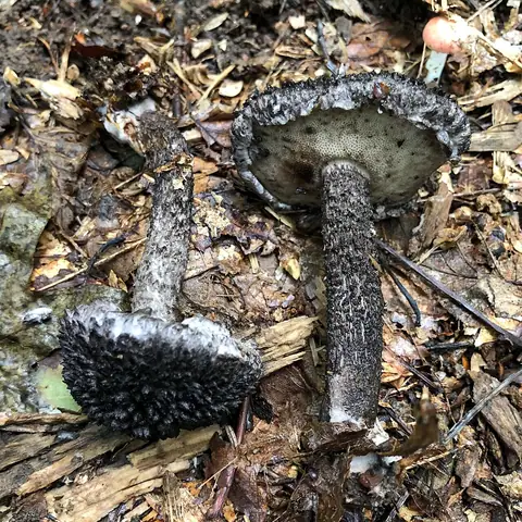 Szyszkowiec łuskowaty (Strobilomyces strobilaceus)