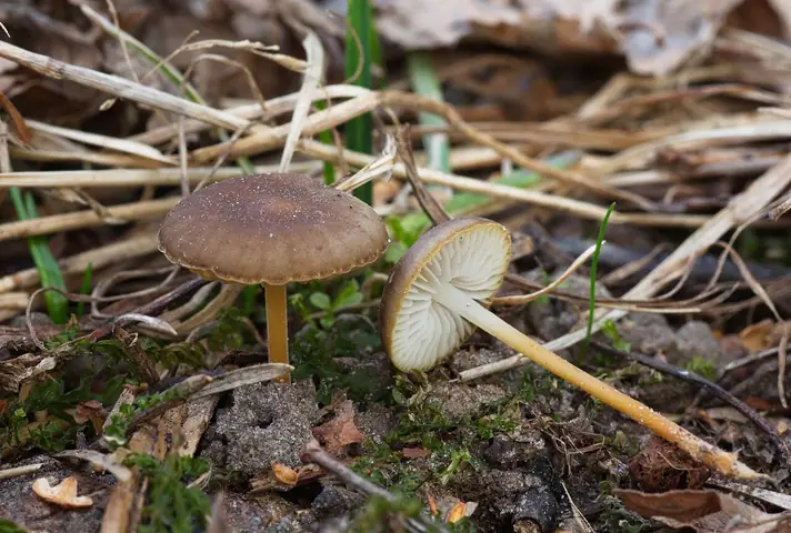 Szyszkówka gorzkawa (Strobilurus tenacellus)