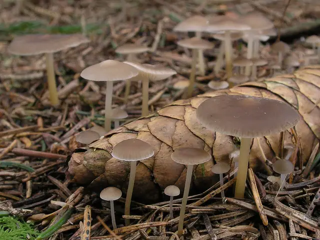 Szyszkówka świerkowa (Strobilurus esculentus)