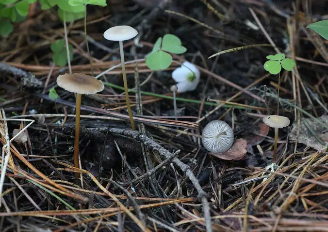 Szyszkówka tęporozwierkowa (Strobilurus stephanocystis)