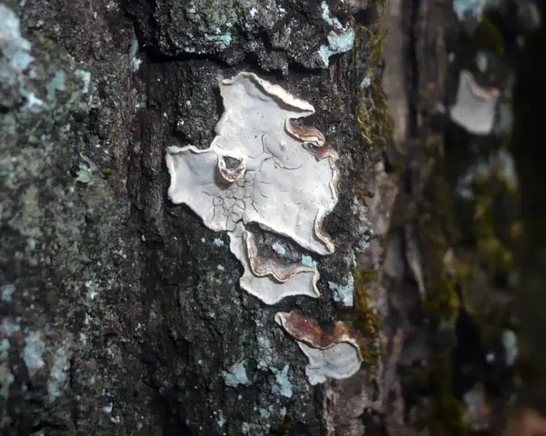 Tarczóweczka krążkowata (Aleurodiscus disciformis)