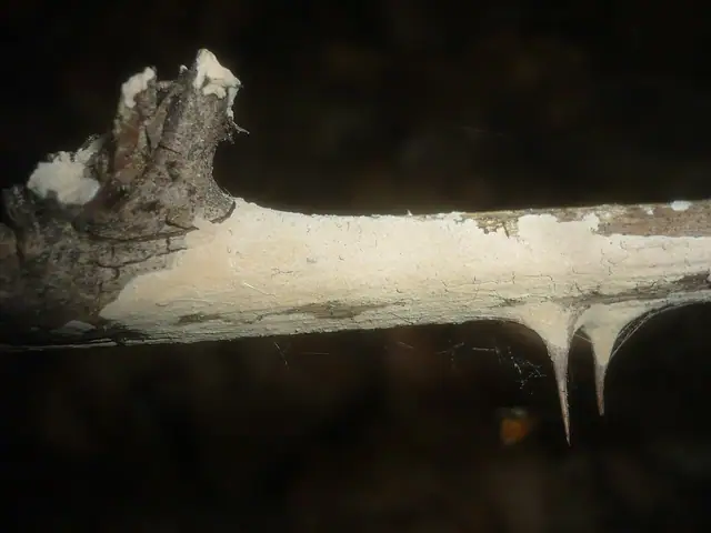 Tarczówka pomarańczowa (Aleurodiscus aurantius)