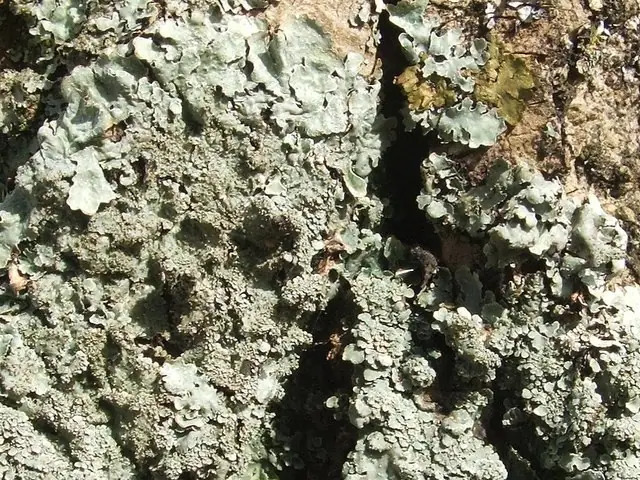 Tarczownica ernst (Parmelia ernstiae)